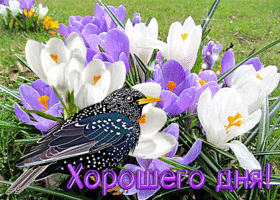 Душевная открытка Хорошего дня! С птичкой