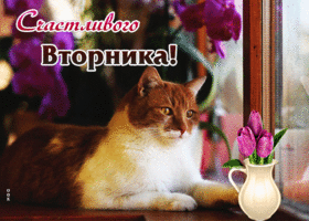 Фантастическая открытка Счастливого вторника