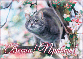 Идеальная открытка Весна! Привет