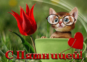 Исключительная открытка с котенком С пятницей