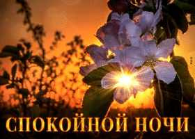 Исключительная открытка Спокойной ночи!