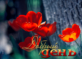 Изумительная открытка Добрый день! С тюльпанами
