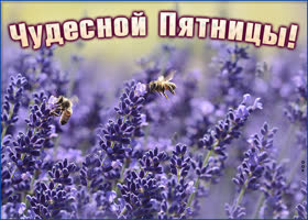 Картинка чудесной пятницы с лавандой