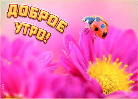 Картинка доброе утро с божьей коровкой