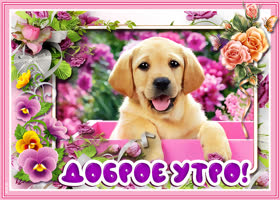 Картинка доброе утро с собачкой
