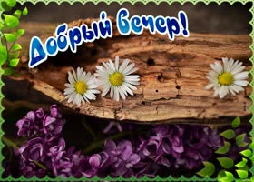 Картинка добрый вечер с ромашками