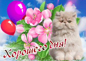 Картинка хорошего дня с котиком. Радости в сердце