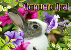Картинка хорошего дня с зайкой