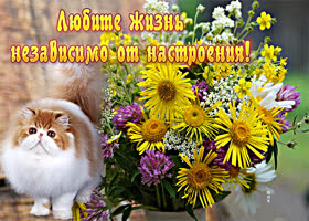 Картинка любите жизнь