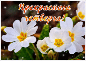 Картинка прекрасного четверга. Добрых встреч всегда