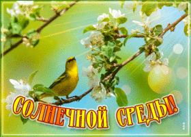 Картинка солнечной среды. Света и спокойствия рядом