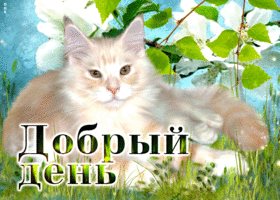 Классная открытка Добрый день с кошечкой