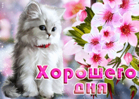 Классная открытка хорошего дня с белой кошкой
