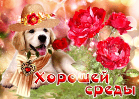 Классная открытка Хорошей среды с собачкой