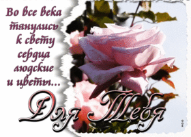 Классная открытка с розовой розой Для тебя