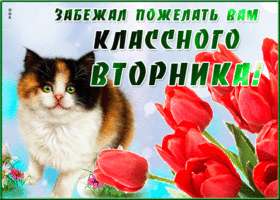 Классная открытка с вторником