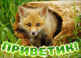 Красивая картинка Приветик с лисой