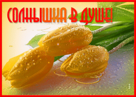 Красивые цветы друзьям