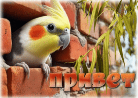 Красочная и сочная летняя открытка Привет