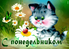 Красочная открытка с котиком и ромашками С понедельником!