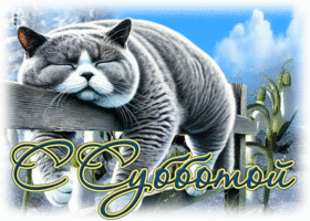 Ласковая открытка с котиком С субботой