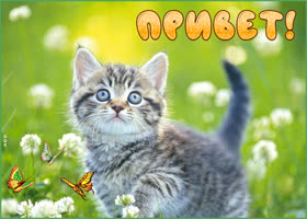Летний добрый приветик
