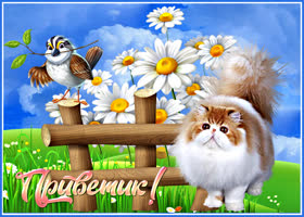 Летний от меня приветик и открытка для тебя