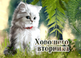 Милая открытка с кошечкой Хорошего вторника