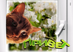 Милая открытка с котом у окна Привет