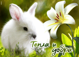 Милая открытка с кроликом Тепла и добра!