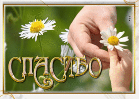 Милая открытка спасибо с ромашками