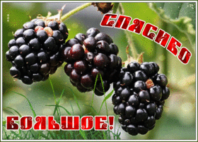Моя благодарность