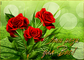 Насыщенная и сочная гиф-открытка Эти розы для Вас