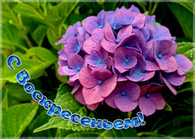 Необычная картинка с цветочками С воскресеньем!