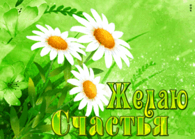 Нежная открытка Желаю Счастья с ромашками