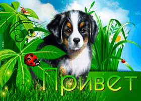 Нежный от меня привет