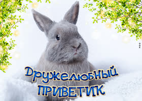 Оригинальная открытка привет, дружелюбный зайка