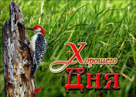 Оригинальная открытка с дятлом Хорошего дня