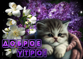 Ошеломительная открытка с котенком Доброе утро