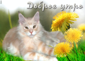 Особенная открытка доброе утро с красивой кошкой
