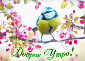 Открытка доброе утро с птичкой