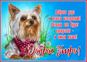 Открытка доброго утра и ясного настроения