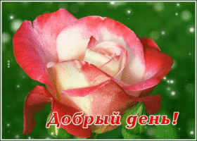 Открытка добрый день с розой