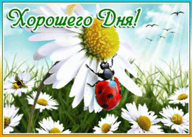 Открытка хорошего дня с ромашками. Радости от нового дня