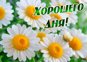 Открытка хорошего дня с ромашками. Радости и силы духа