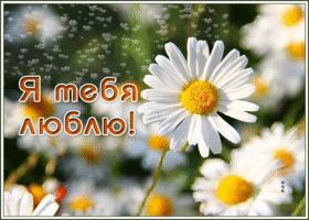 Открытка люблю тебя с ромашками