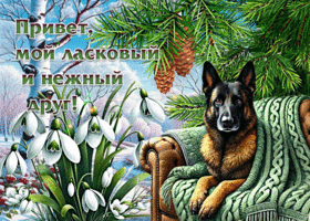 Открытка Привет, мой ласковый и нежный друг!