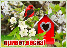 Открытка привет с белыми цветами