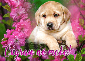 Открытка скучаю с щеночком