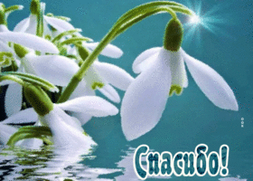 Открытка спасибо с подснежником